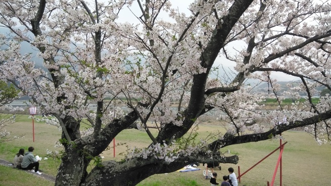 武丈公園の桜_f0377348_21520920.jpg