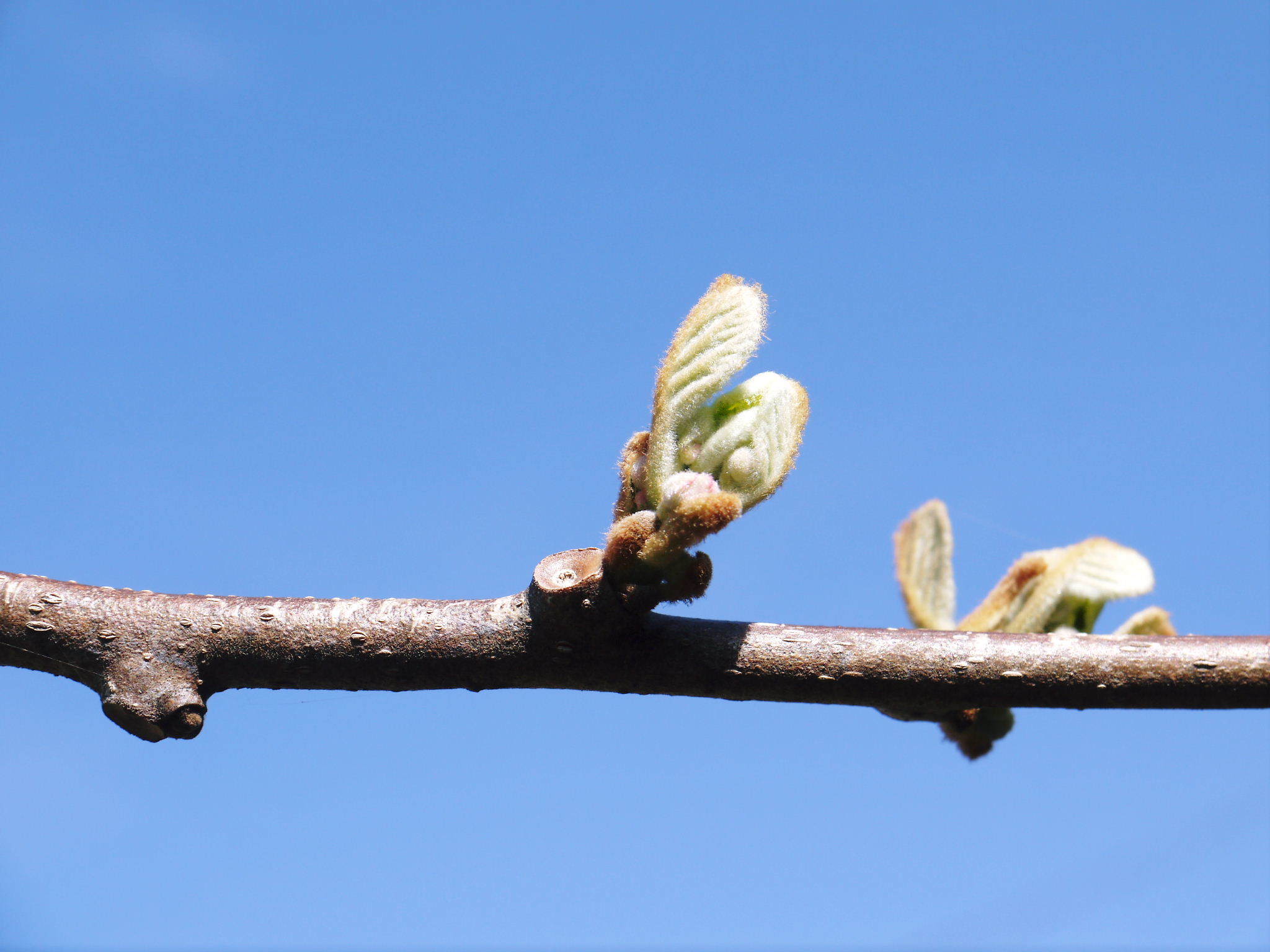 キウイの芽吹き(2021) 今年は例年より1週間早い芽吹きです!今年も完全無農薬、無化学肥料栽培です _a0254656_17432216.jpg