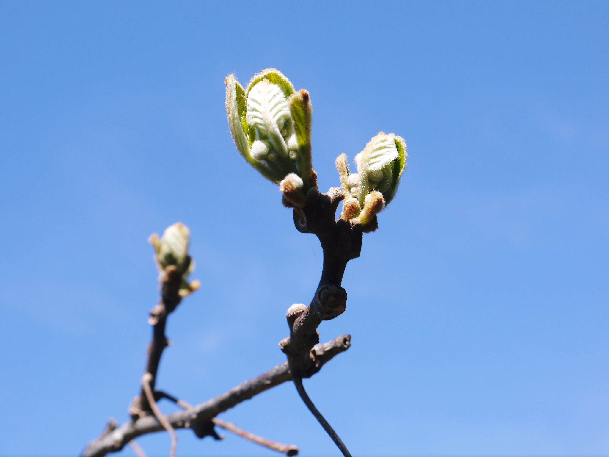 キウイの芽吹き(2021) 今年は例年より1週間早い芽吹きです!今年も完全無農薬、無化学肥料栽培です _a0254656_18230617.jpg