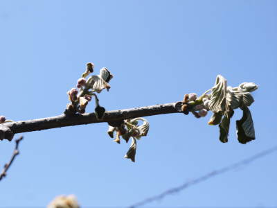 水源キウイの芽吹き(2023)今年は例年より10日ほど早い芽吹き!今年も完全無農薬、無化学肥料栽培です!_a0254656_18272072.jpg