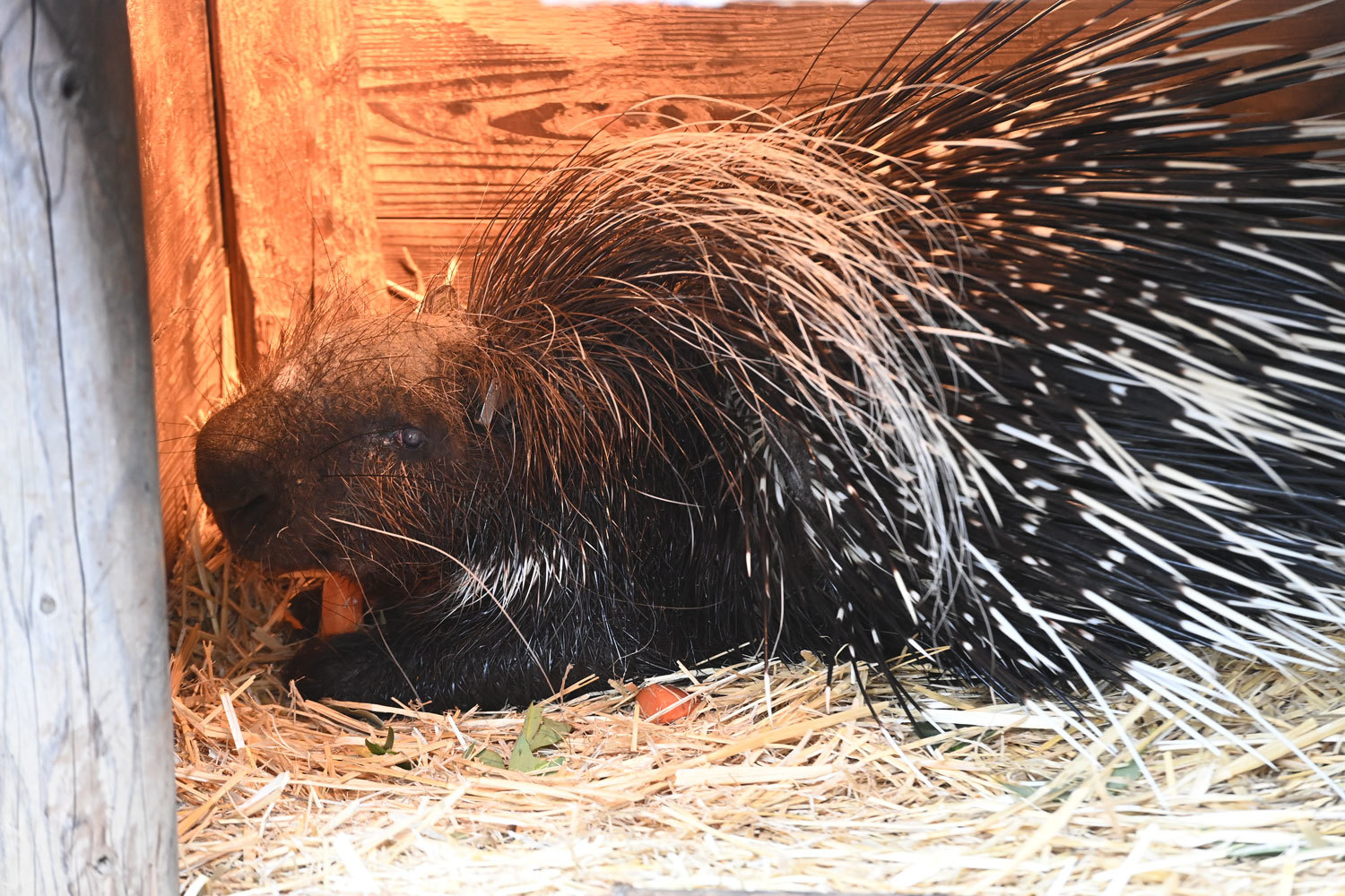 ヤマアラシたち 動物園へ行こう