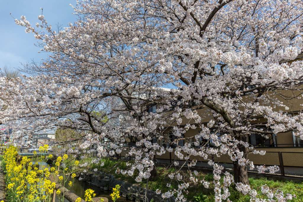 近所の染井吉野_f0044056_13553158.jpg