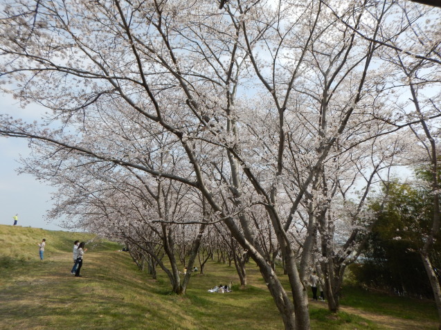 滋賀県守山市 笠原桜公園_d0231858_07485187.jpg