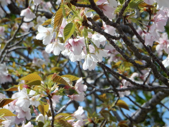 ’21,3,30(火)今日もひとり桜見物ツァー!_f0060461_10410036.jpg