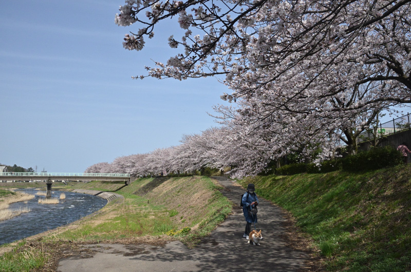 福之介とお花見_f0393670_00273228.jpg