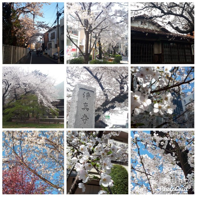 2021/3/27-29twitterまとめ:反町浦島太郎遺跡ひさしぶり、青木繁、最後の桜、シンエヴァついに見て終焉_b0116271_09523239.jpg