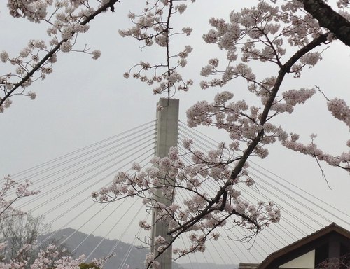 桜満開の五月山公園へ 大屋地爵士のjazzyな生活