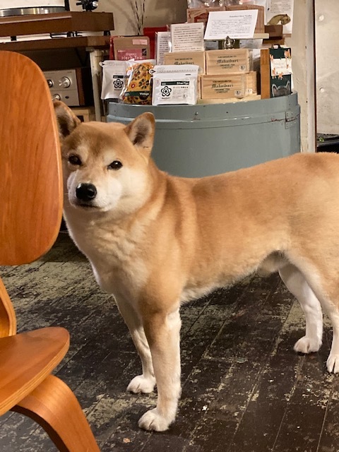 僕は観察犬 あびだるま