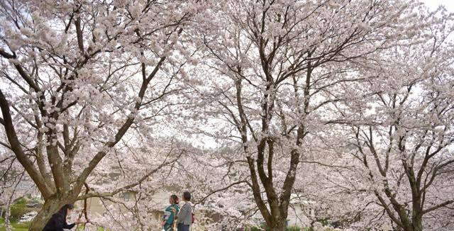 年によっては桜の開花時期がずれてくれて場所........_b0194185_18443616.jpg