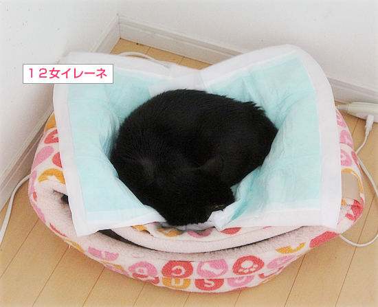 女王様のベッド_a0389088_14335783.jpg