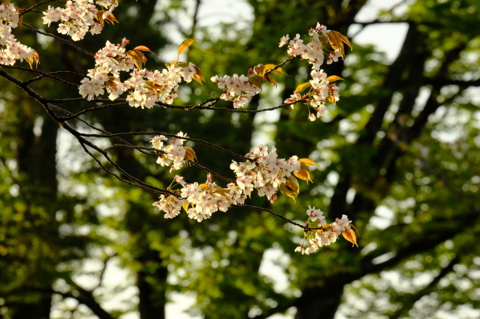 お堀の桜_b0195589_02384970.jpg