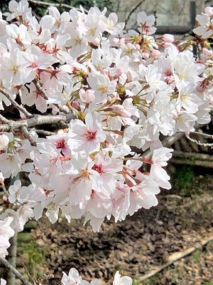 作り置きのおかず と 桜のお花見_d0249193_19223375.jpg
