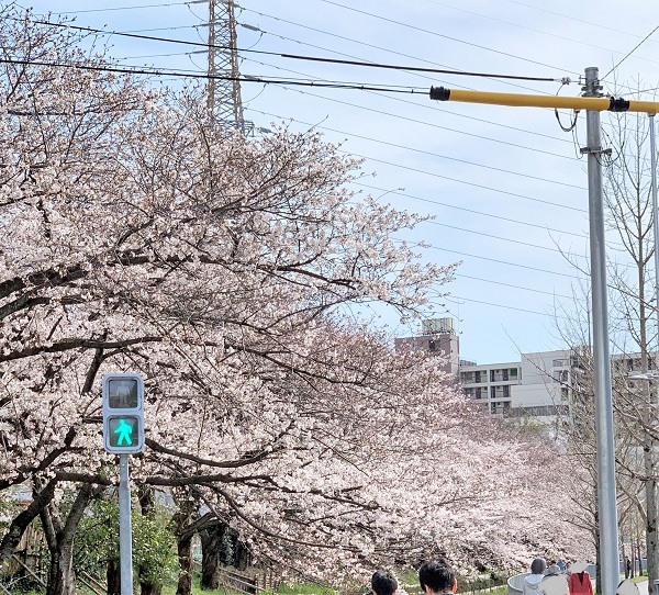 作り置きのおかず と 桜のお花見_d0249193_19230326.jpg