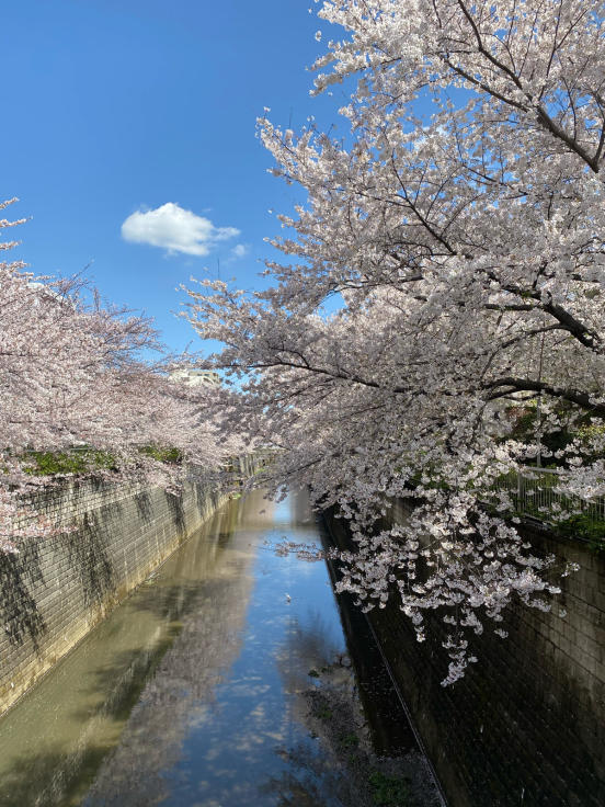 近所の桜を満喫_d0122797_12521536.jpg