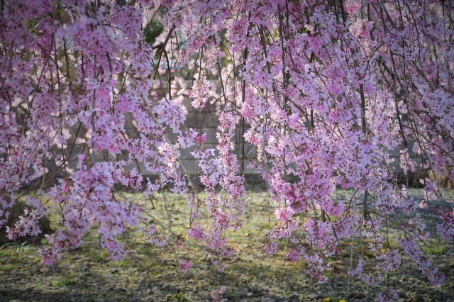 桜巡り2021 ~ 満開の枝垂れ桜_b0356401_13380564.jpg