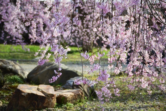 桜巡り2021 ~ 満開の枝垂れ桜_b0356401_13381380.jpg