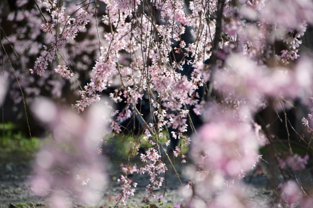 桜巡り2021 ~ 満開の枝垂れ桜_b0356401_13381634.jpg