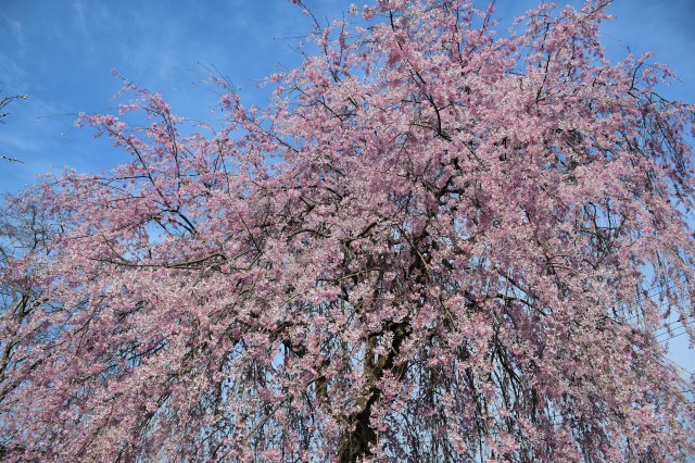 桜巡り2021 ~ 満開の枝垂れ桜_b0356401_13382515.jpg
