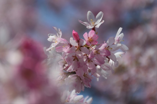桜巡り2021 ~ 満開の枝垂れ桜_b0356401_13382808.jpg