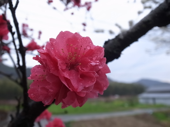 総社市大野の桜 たね井や 高梁の源平もも バディあきら 酒場放浪 食べ歩き 山歩き 音楽 ギター 映画にワンコ 時々野良猫