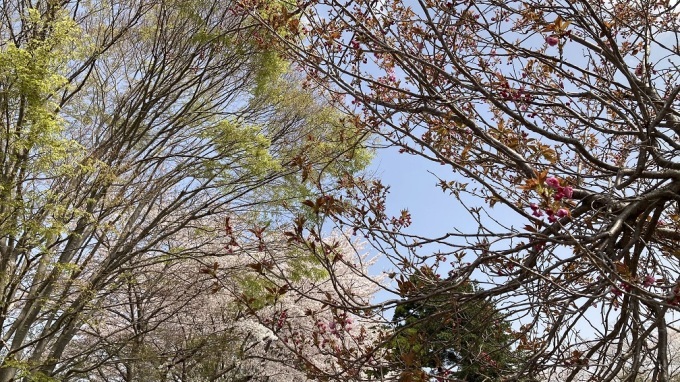 桜吹雪と、え！もう八重桜^^;_f0162908_20044094.jpg