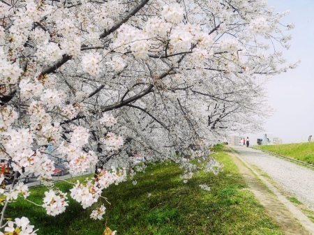 桜の頃_f0036209_11043675.jpg