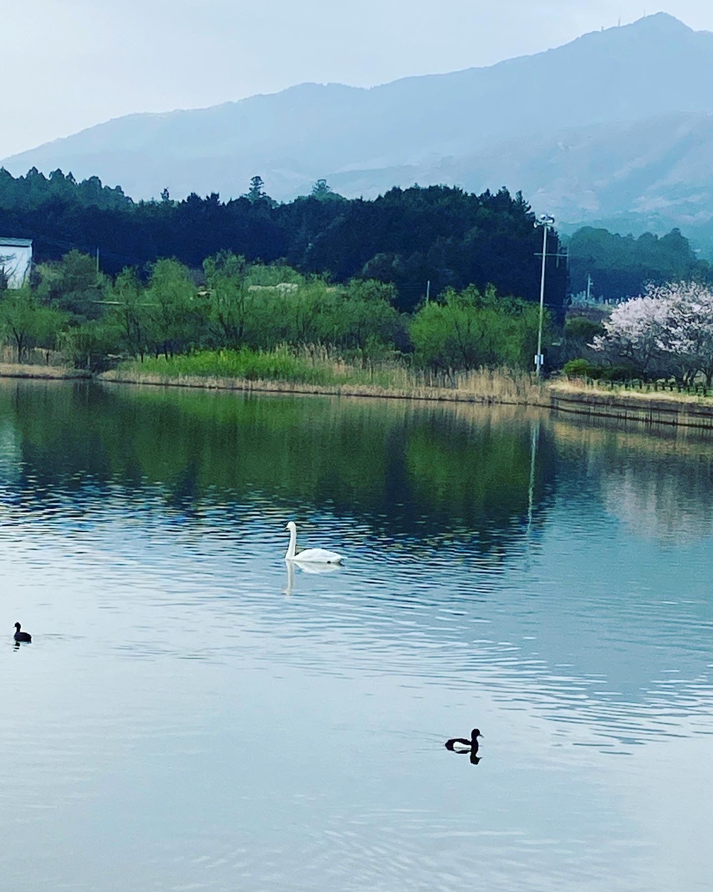 残った白鳥 ちいさな幸せのある毎日