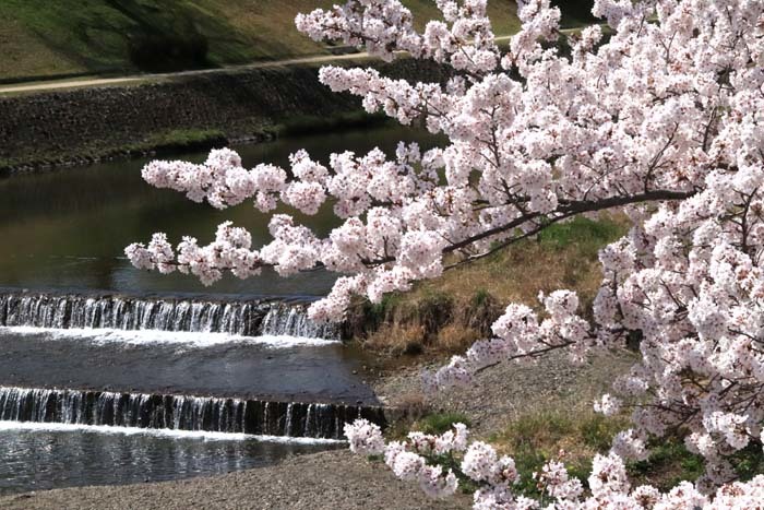 黄砂収まり桜が輝く　鴨川上流_e0048413_19273320.jpg