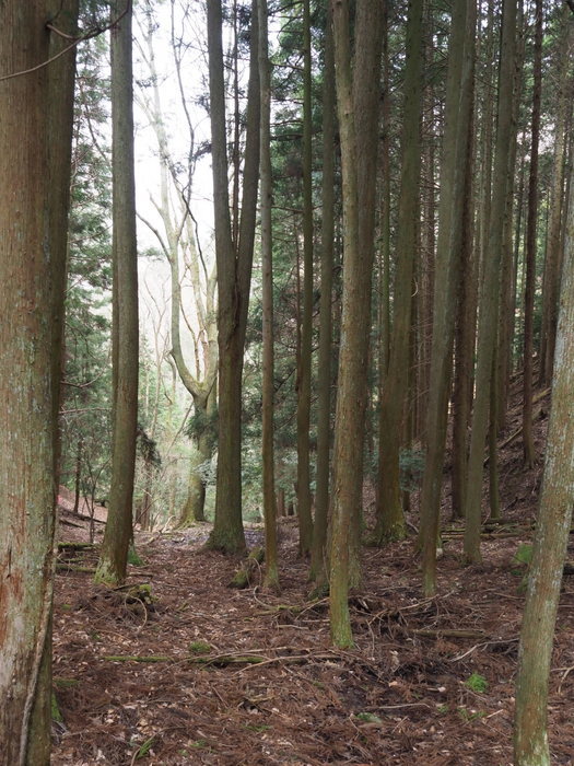 神ノ倉山登山（満開の桜）_c0116915_00440972.jpg