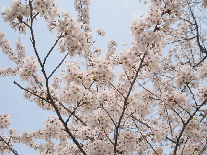 神ノ倉山登山（満開の桜）_c0116915_00491980.jpg