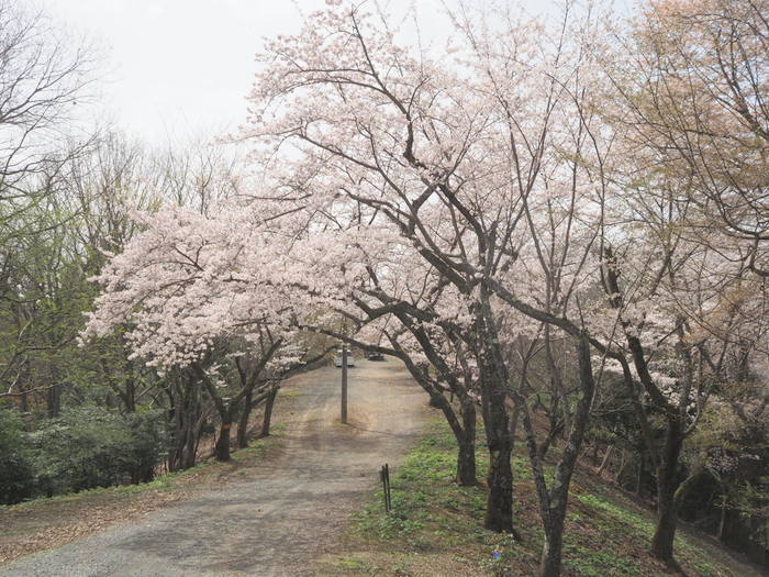 神ノ倉山登山（満開の桜）_c0116915_00564112.jpg
