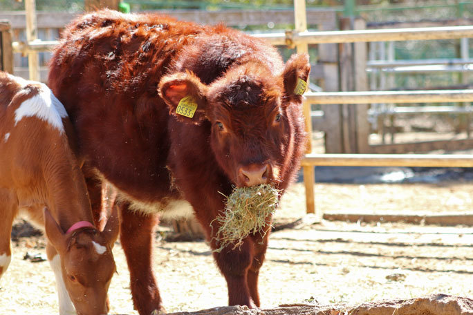 クラブカーフ まきば 秩父へ帰る 埼玉県こども動物自然公園 続々 動物園ありマス