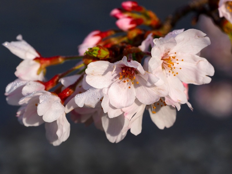 桜　_a0087818_12422011.jpg