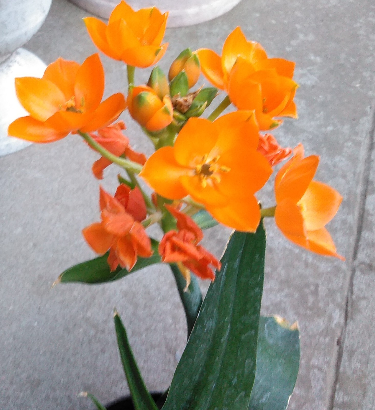 この花の名前は何というのでしょうかオレンジ色の可愛い花びらです ながいきむら議員のつぶやき 日本共産党長生村議員団ブログ