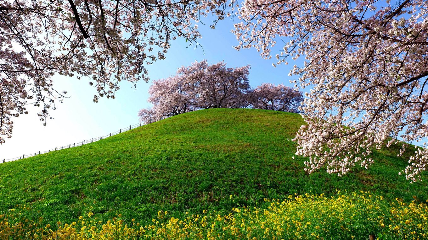さきたま古墳群（行田市）の桜や如何に？（第一報）・・・古墳に桜だなんて初めてだったけど、いやもう素晴らしかった♪_a0031821_16533980.jpg