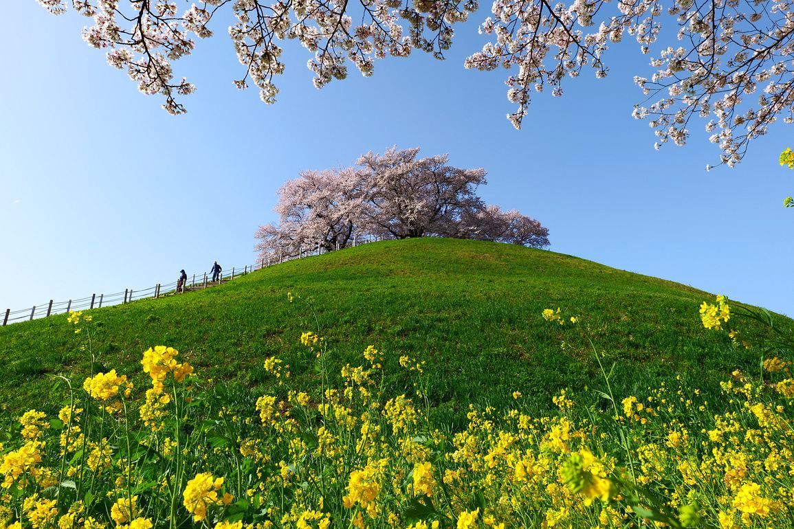さきたま古墳群（行田市）の桜や如何に？（第一報）・・・古墳に桜だなんて初めてだったけど、いやもう素晴らしかった♪_a0031821_16554698.jpg