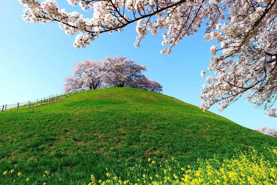 さきたま古墳群（行田市）の桜や如何に？（第一報）・・・古墳に桜だなんて初めてだったけど、いやもう素晴らしかった♪_a0031821_16570146.jpg
