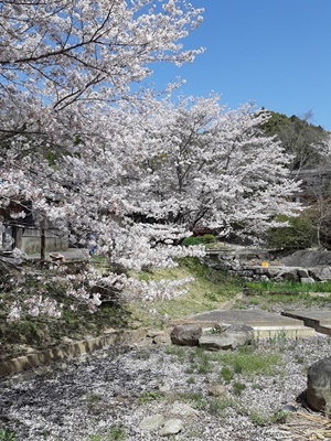 近場でお花見 その2_f0129726_18442014.jpg