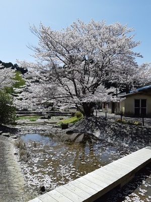 近場でお花見 その2_f0129726_18442810.jpg