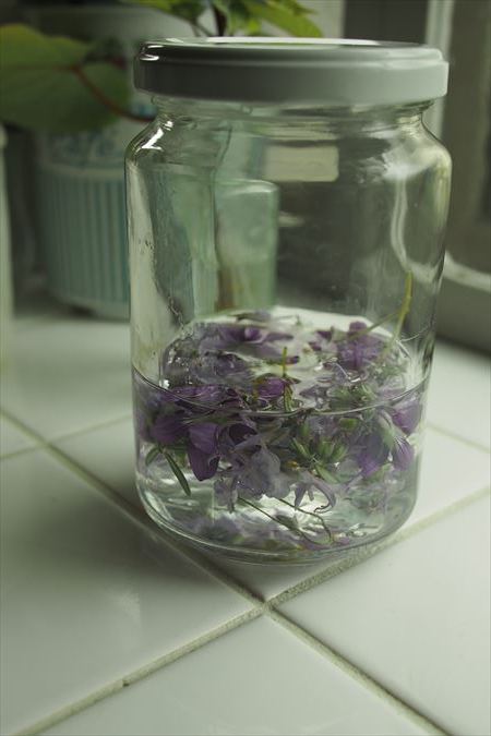 すみれの花の砂糖漬け Cocon