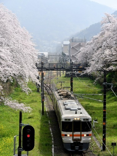桜見物_b0000829_14142438.jpg