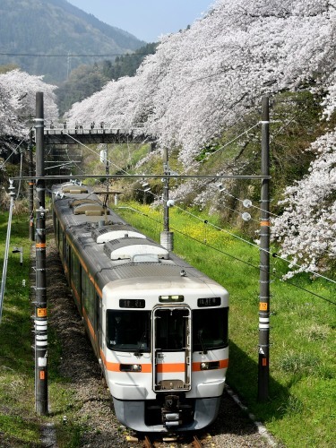 桜見物_b0000829_14143160.jpg