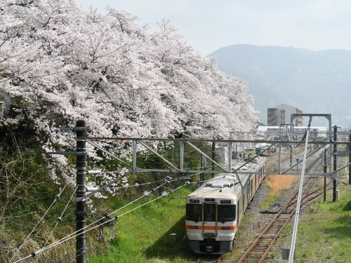 桜見物_b0000829_14144180.jpg