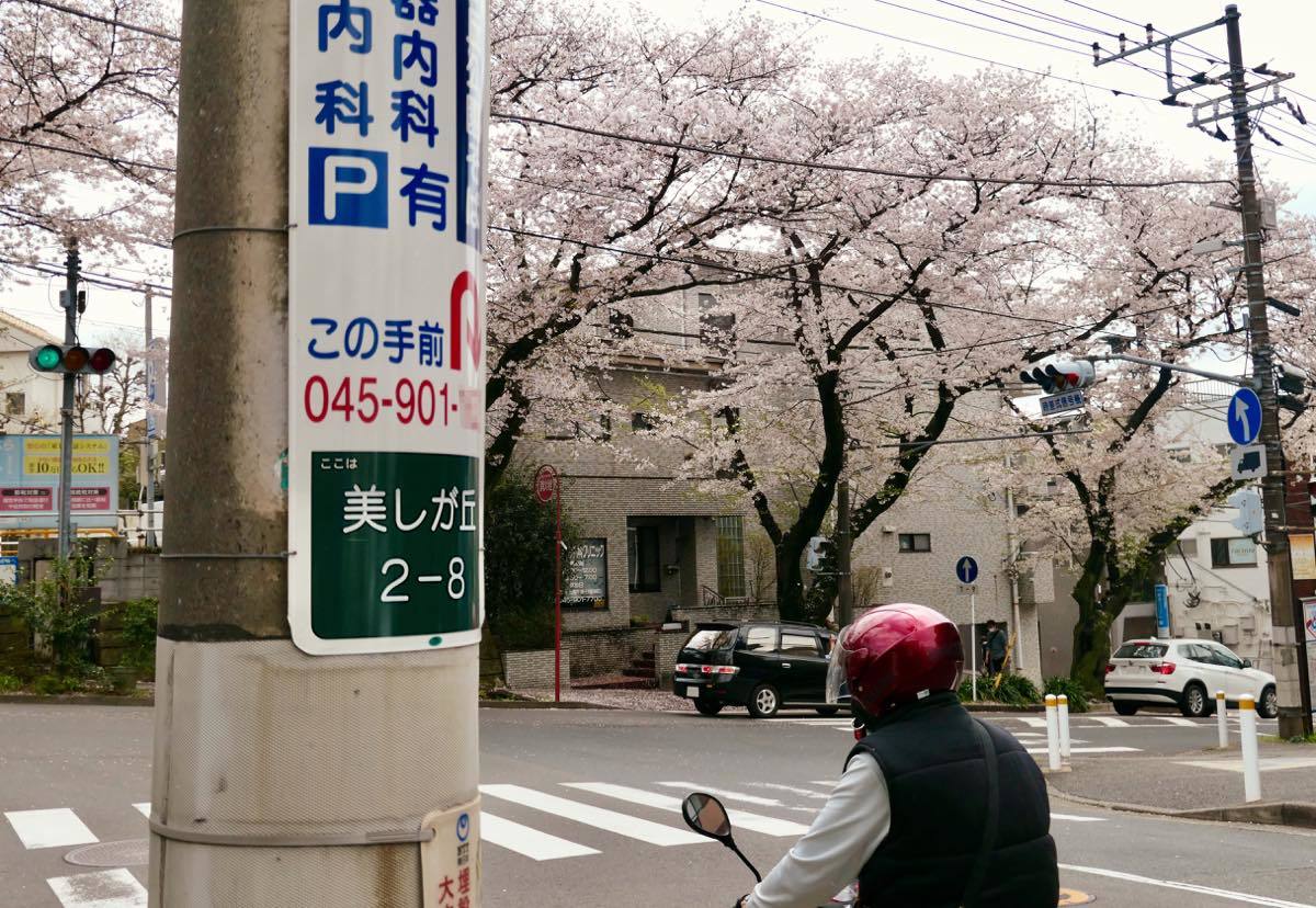 たまプラーザ駅より桜並木を辿る 黄色い電車に乗せて たまプラーザ駅より桜並木を辿る 黄色い電車に乗せて