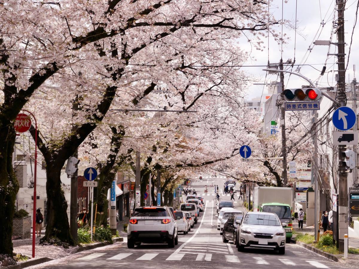 たまプラーザ駅より桜並木を辿る 黄色い電車に乗せて たまプラーザ駅より桜並木を辿る 黄色い電車に乗せて