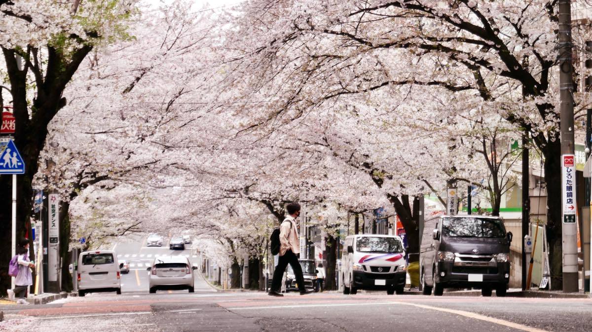 たまプラーザ駅より桜並木を辿る 黄色い電車に乗せて たまプラーザ駅より桜並木を辿る 黄色い電車に乗せて
