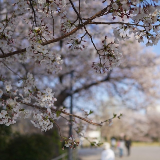 桜_b0028732_23594118.jpeg