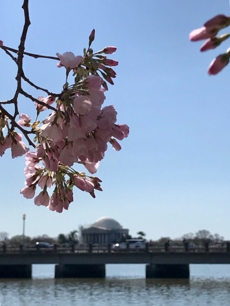 2021 ワシントンD.C. 桜便り_d0269832_21025519.jpeg