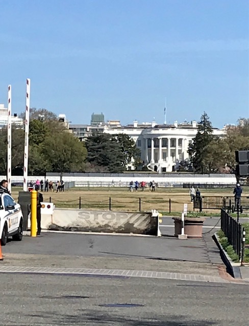 2021 ワシントンD.C. 桜便り_d0269832_21025523.jpeg