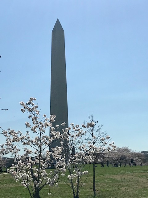 2021 ワシントンD.C. 桜便り_d0269832_21025530.jpeg